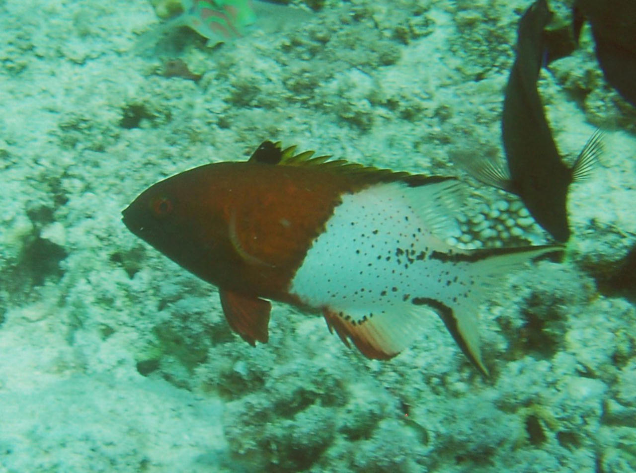 Bodianus anthioides (Labride dalla coda a lira)